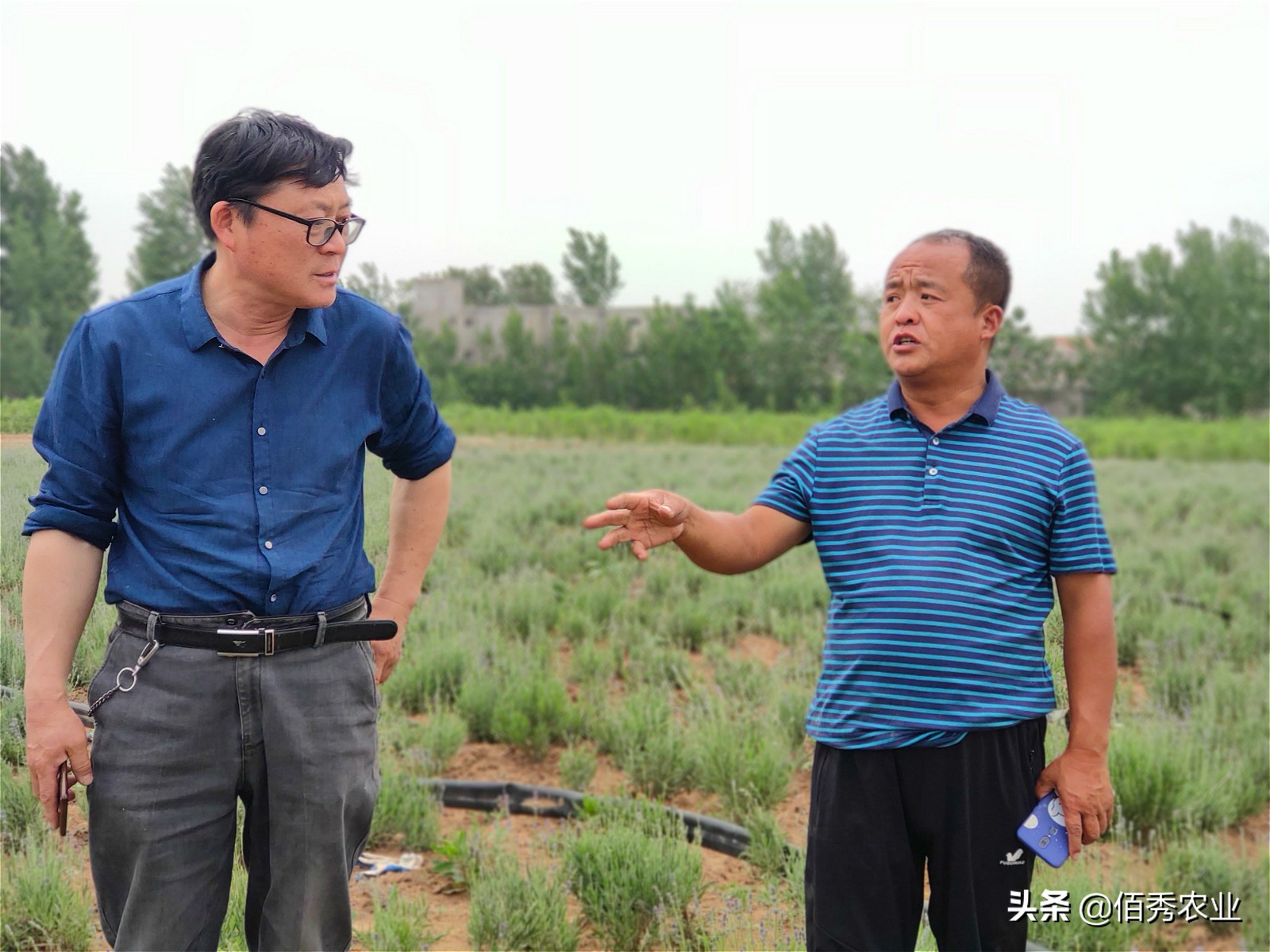 中药材种植的前景与现状,种植中药材亏得一塌糊涂