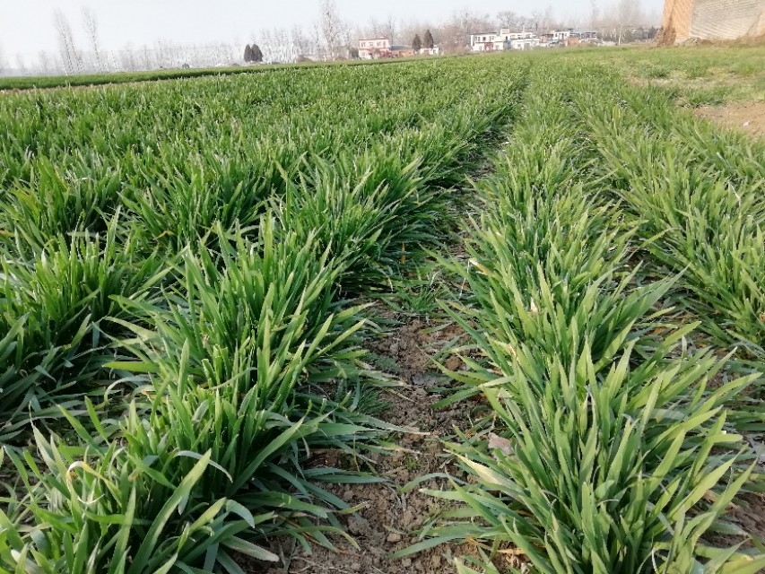 农村怎么创业致富的好项目,农村200万投资致富项目