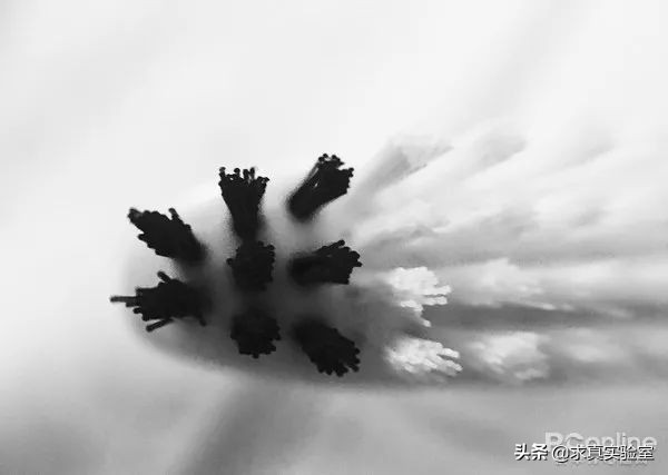 日本狮王牙刷为何315被举报？牙刷的秘密你了解甚少