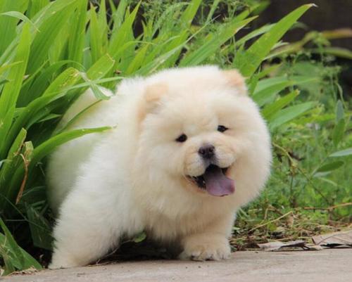 要是经济条件不好要怎么养猫,建议新手养的10种便宜狗狗不掉毛