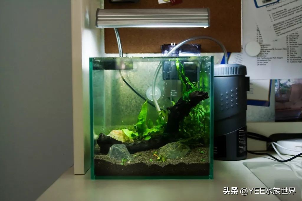 购买硝化细菌性价比高,硝化细菌买液态的好还是买胶囊好