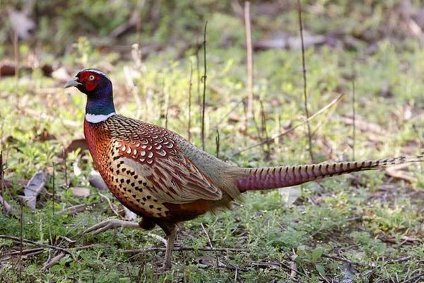 四川野生保护动物种类大全,野鸡野生动物保护