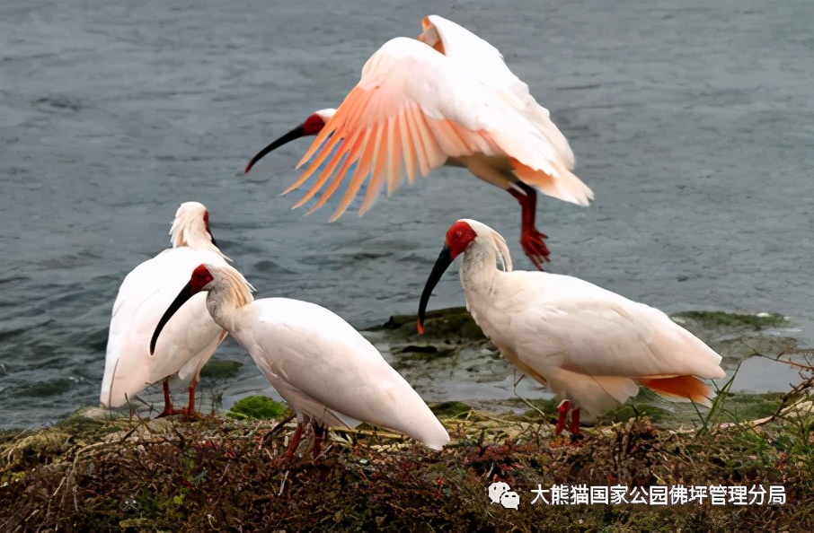 佛坪都有什么野生动物,周至佛坪野生动物