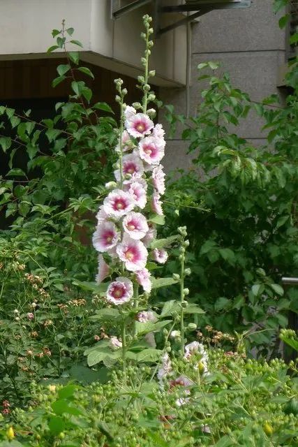 成都能种的花,成都庭院种什么花