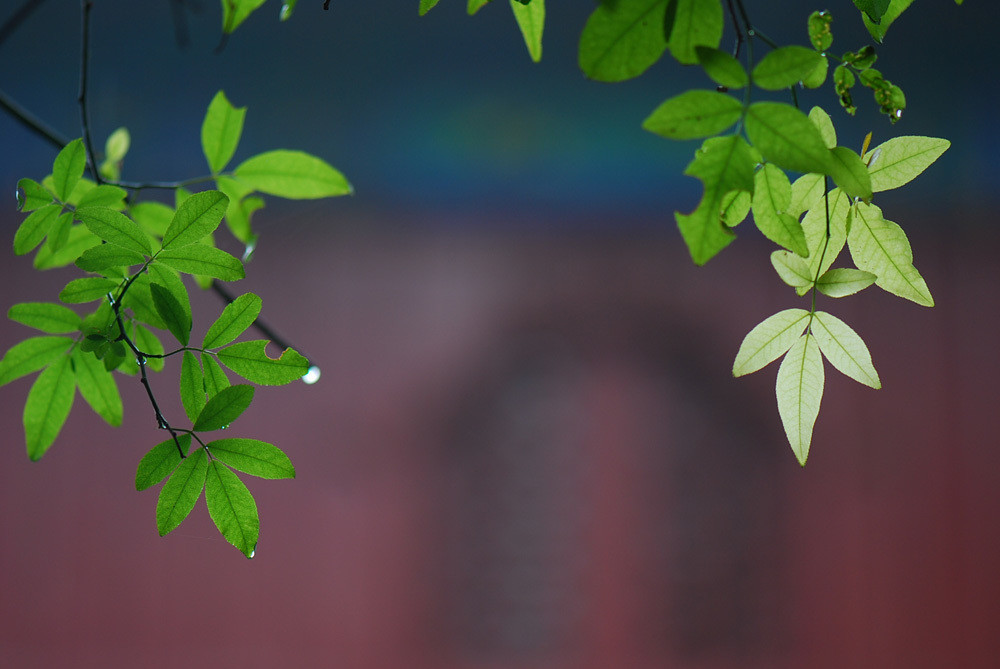散文雨荷的朗诵,散文《雨》