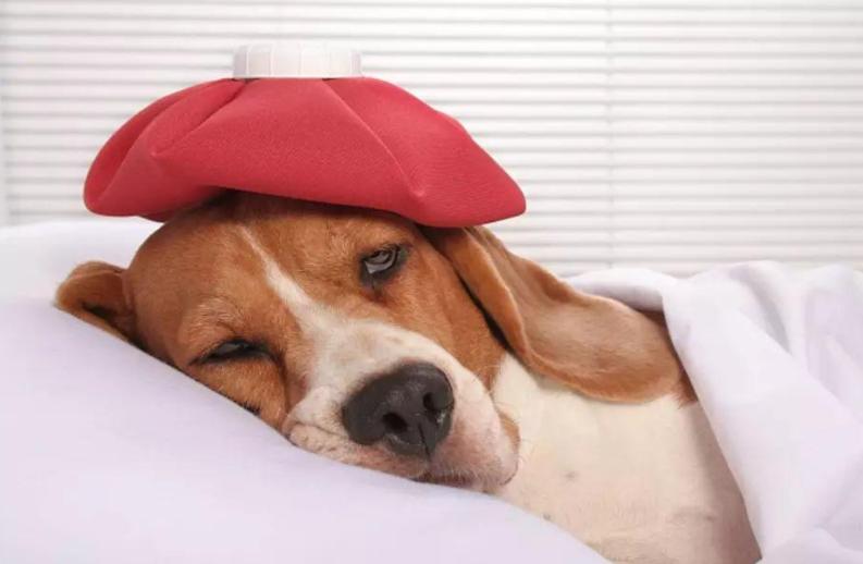 狗拉肚子好了又反复,奶狗拉肚子不吃饭哼哼叫怎么回事