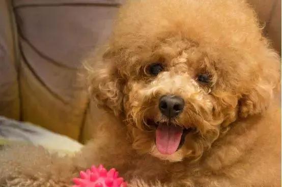 怎样训练泰迪犬不乱叫,怎样训练泰迪犬随行