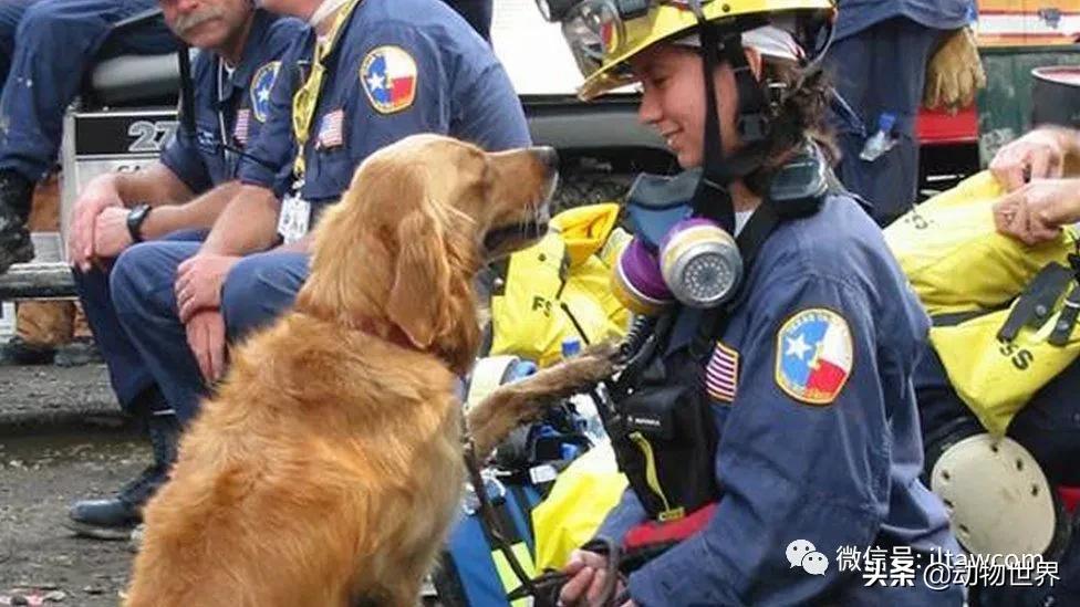 世界各国的著名动物,美国最著名的动物