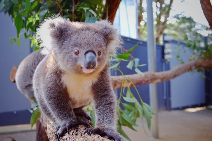 悉尼塔龙加动物园游玩攻略,悉尼塔龙嘉动物园游记