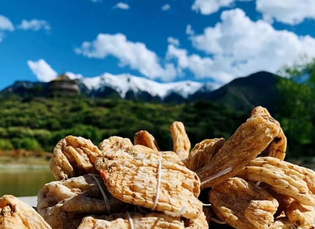 中国最好的野生天麻产地,西藏波密县哪家天麻基地最大