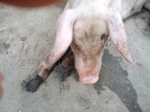 哺乳仔猪咳嗽腹式呼吸消瘦,仔猪腹式呼吸消瘦打什么针