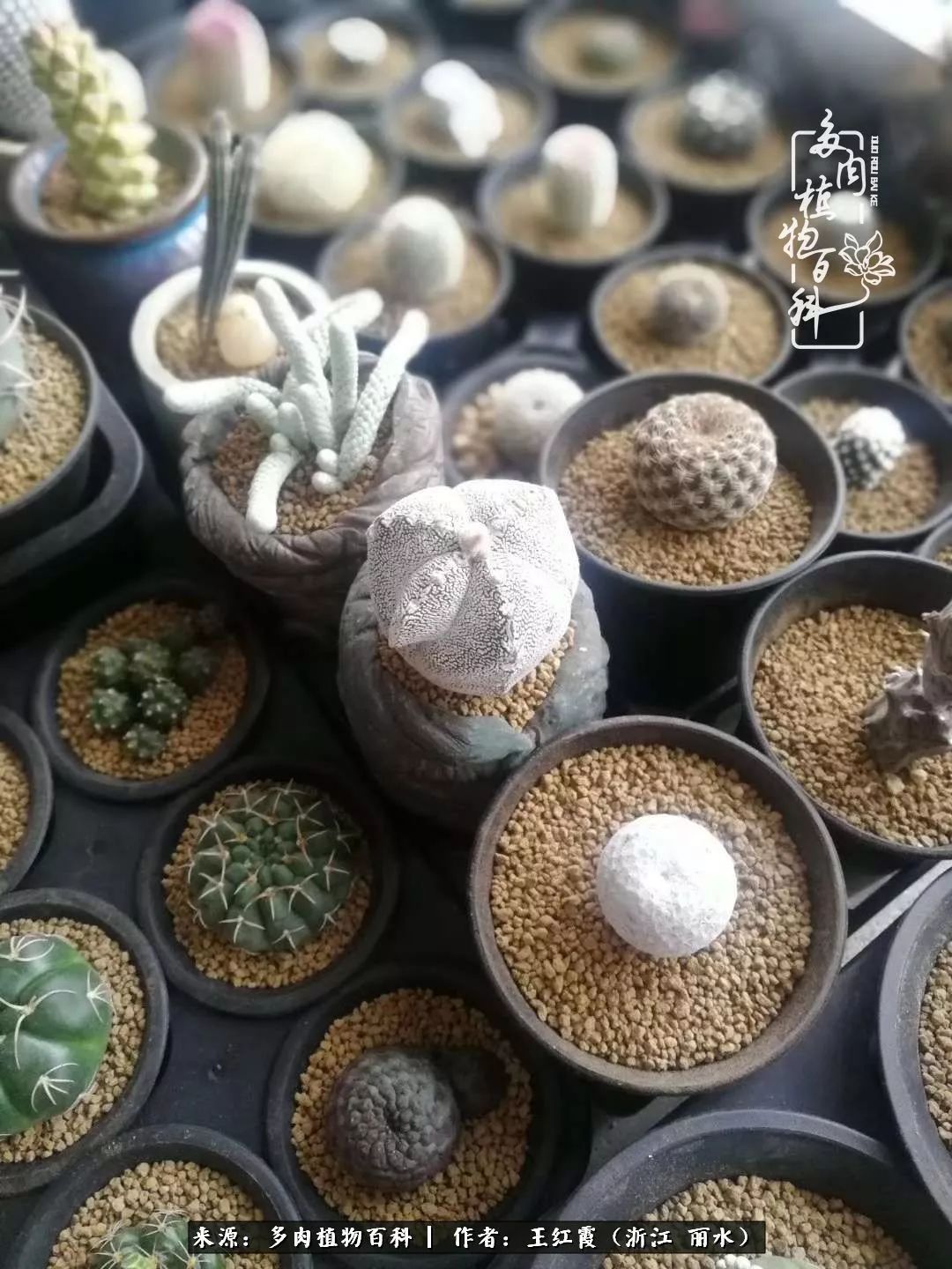 仙人球露养条件,仙人球的露养方法