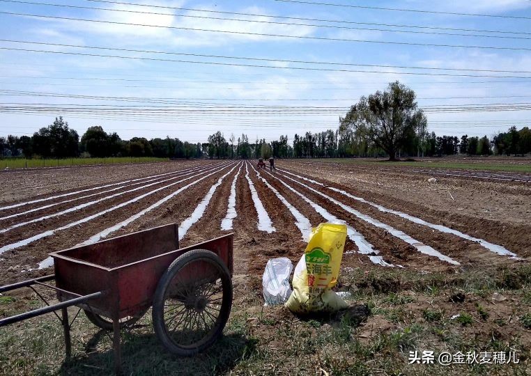 宁夏枸杞细节,宁夏的枸杞苦怎么回事