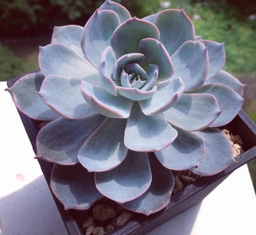 蓝石莲怎么养大,蓝石莲和鲁氏蓝石莲是一样的吗