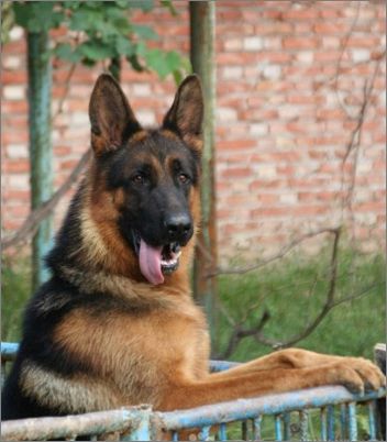 德国牧羊犬优点,德国牧羊犬的优缺点