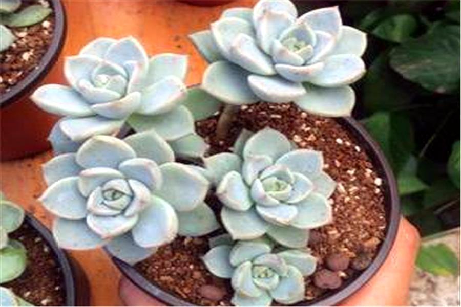 多肉白牡丹徒长图片大全,多肉白牡丹怎么养成老桩