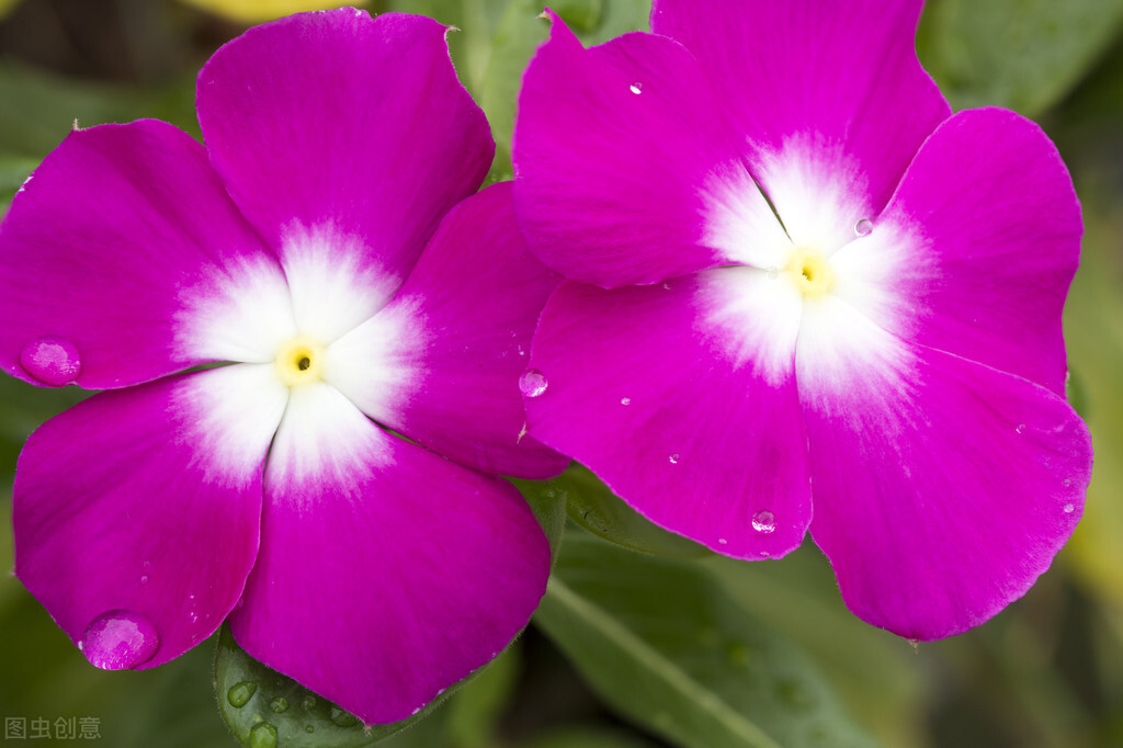 养什么植物晒不死又不怕冻,北方冬天适合养的花草耐寒耐冻