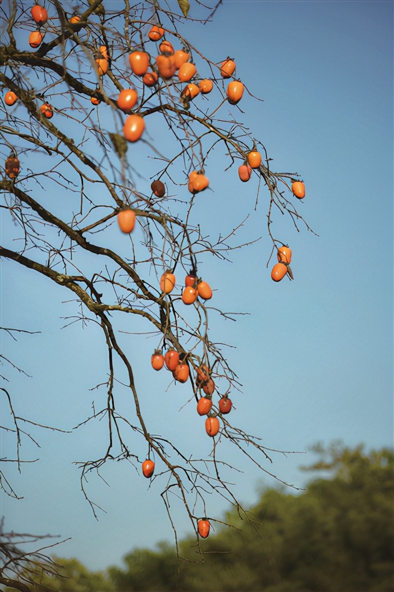 柿子红了过年了,柿子红了回农村