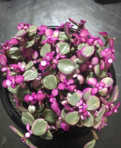 这五种花千万别养,这几种花不用买剪个叶子就能活