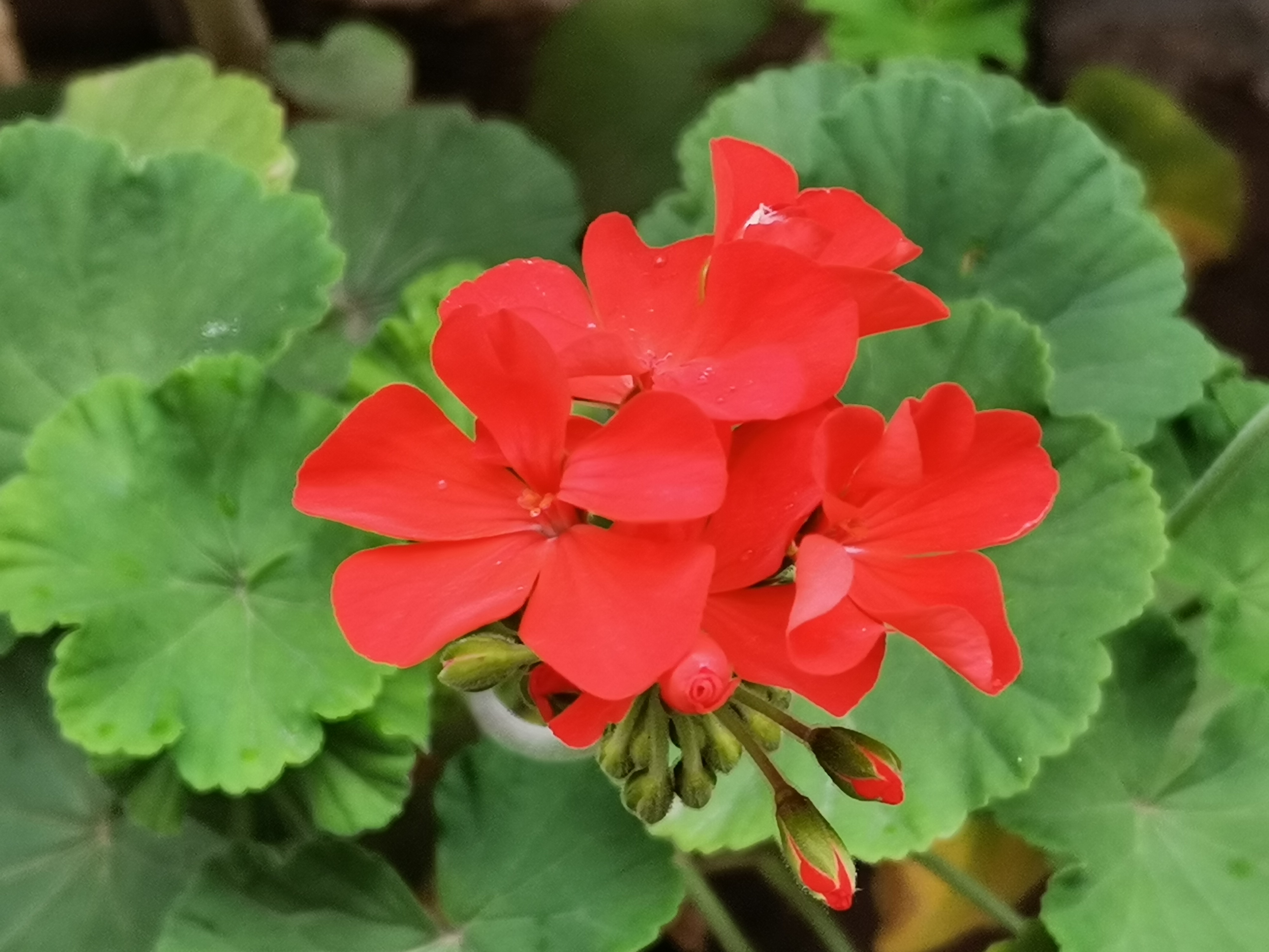 厨余垃圾沤制肥土最简单的方法,家庭厨余沤肥后怎么使用