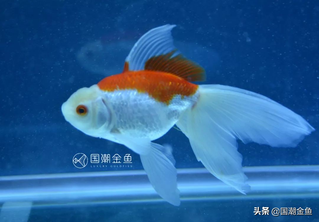 新手养草金鱼好还是金鱼好,草种金鱼的饲养技术与方法图解