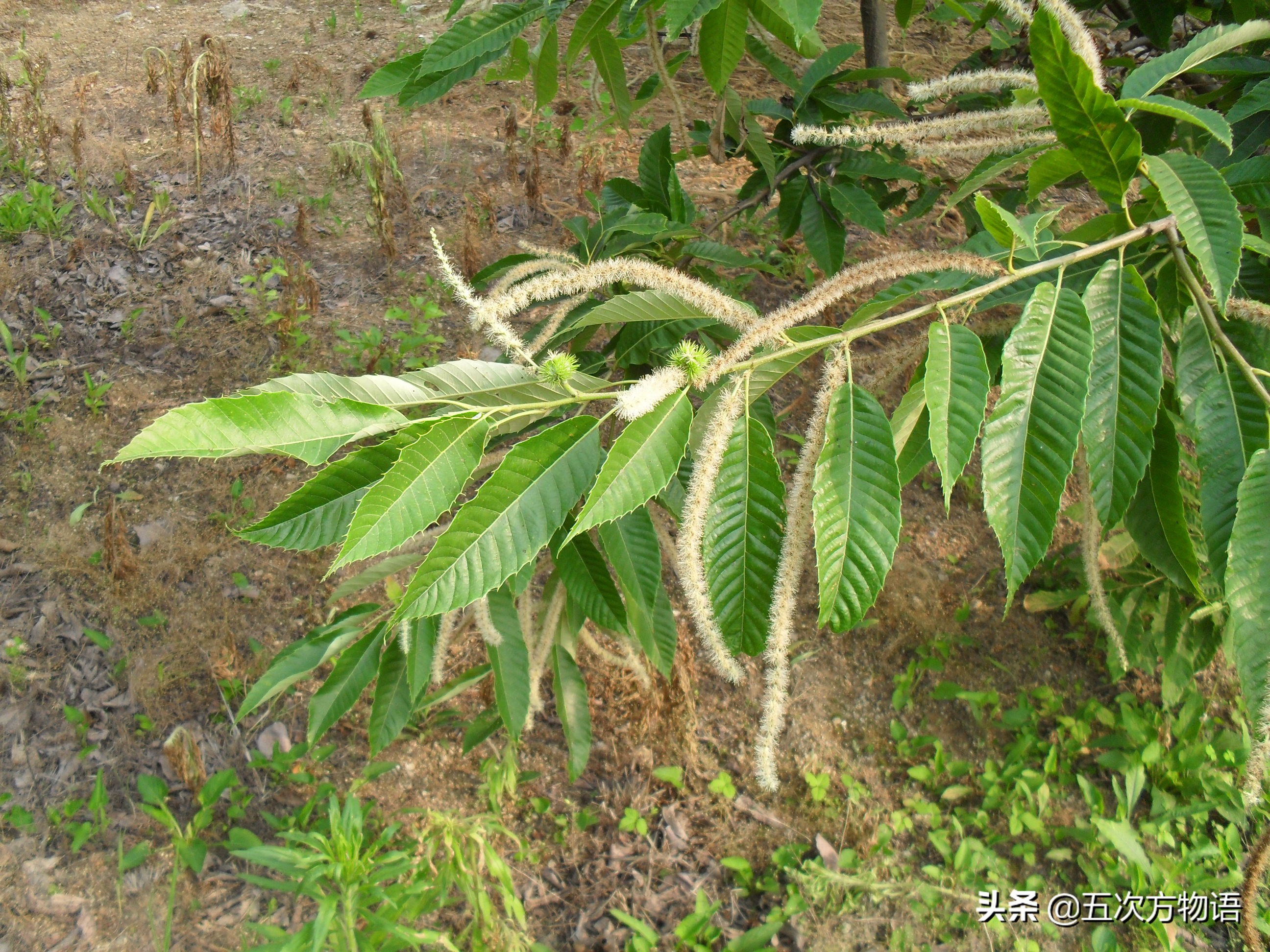 这么多零食你喜欢吃哪个,松鼠最爱的坚果