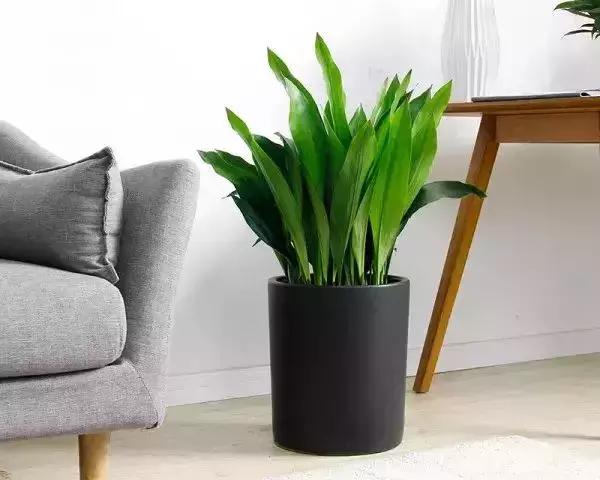 种什么蔬菜可吸甲醛,坪地吸甲醛的植物