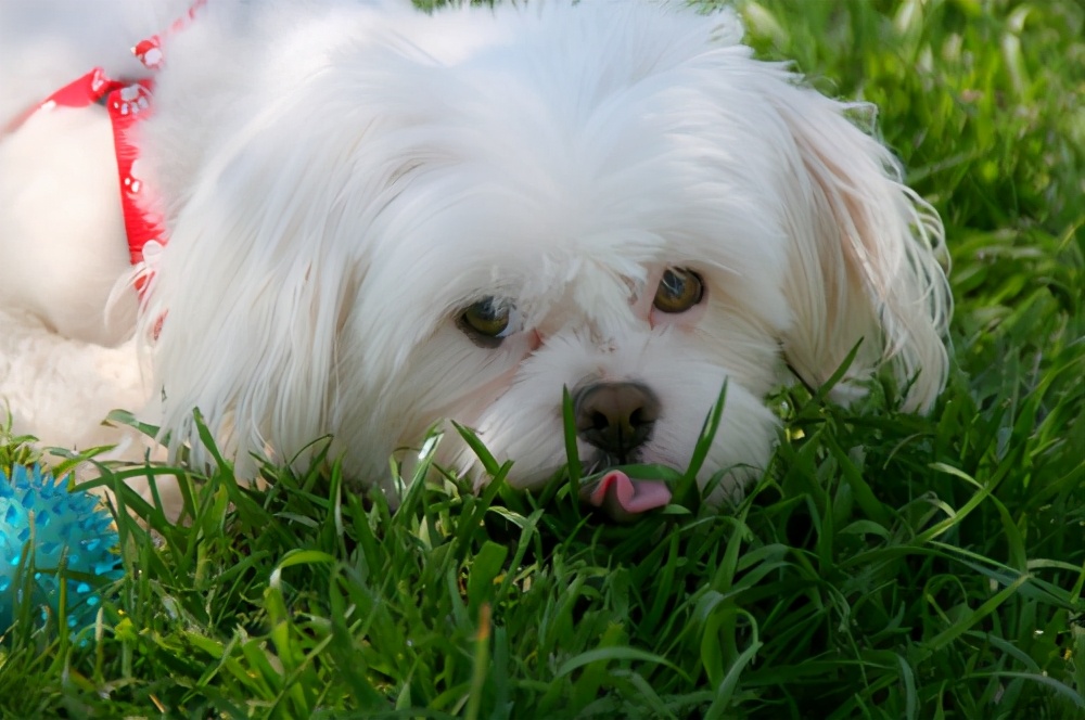 狗身上寄生虫症状及治疗,狗狗有寄生虫了怎么治疗