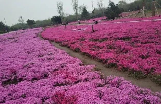 去看万紫千红的花海,五一近郊赏花去看缤纷七彩花田