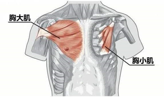 平胸的女孩可以改善吗,教你变成s型身材的小仙女