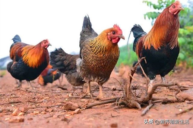 鸡霉菌性肠炎会引起拉稀吗,鸡群腹泻肠炎