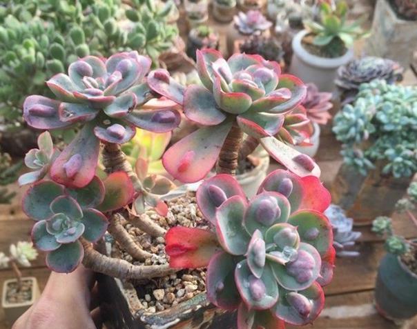 多肉怎么养成妖桩或悬崖桩,多肉老桩20多天可以露养吗