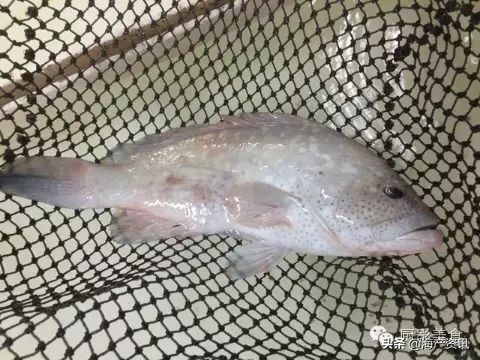 这些诱人的美食你吃过吗,世界上顶级海鲜大全你吃过几种