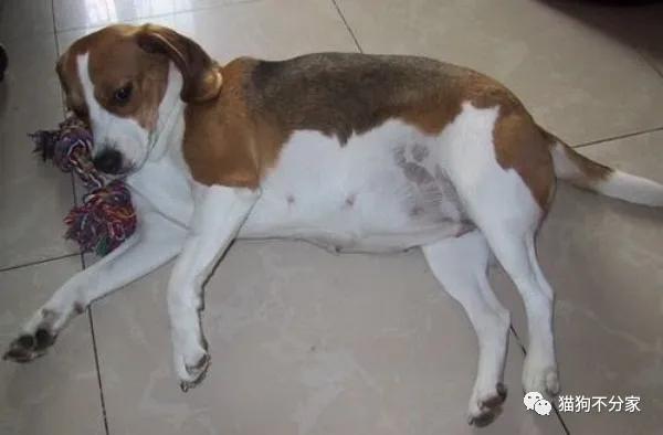 泰迪狗狗怀孕25天的症状,狗狗怀孕后注意事项