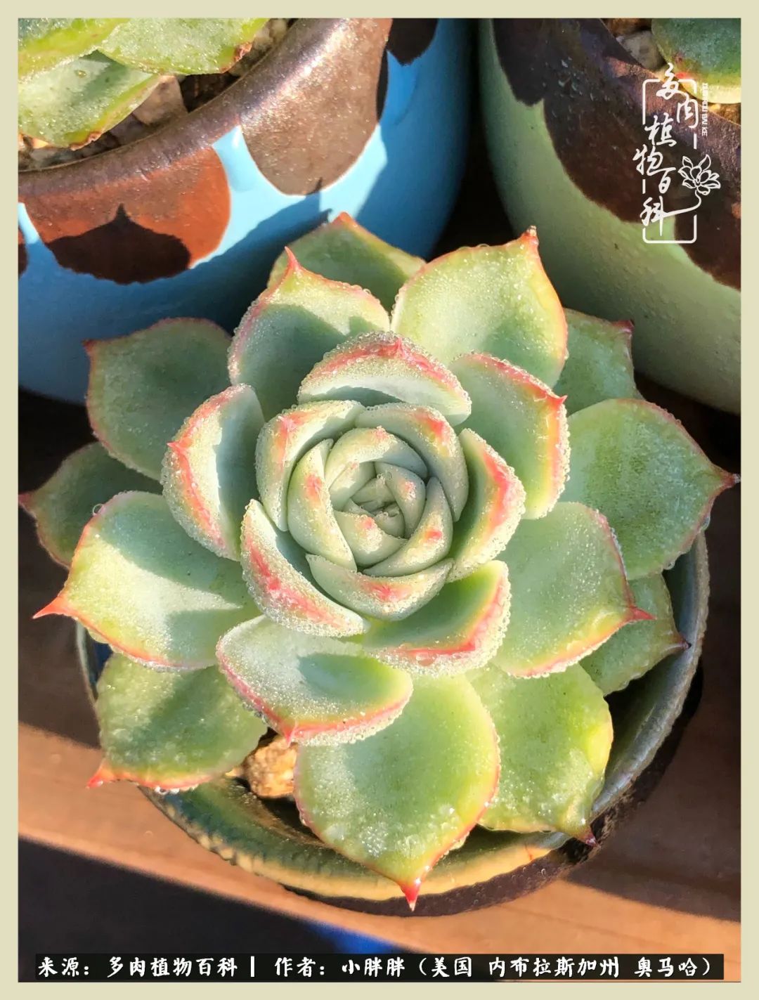 多肉小白入坑攻略,多肉中的鄙视链