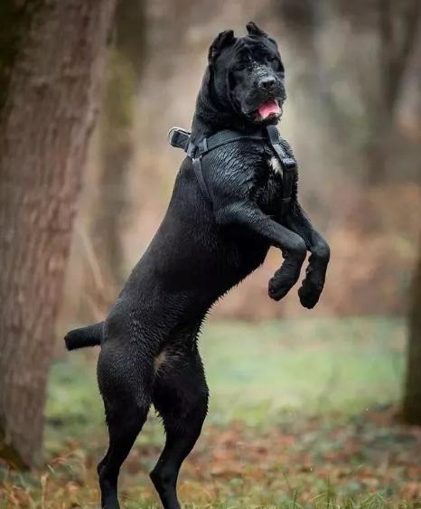 这五种狗狗经常被弃养,这7种狗早已被禁养别再带回家了