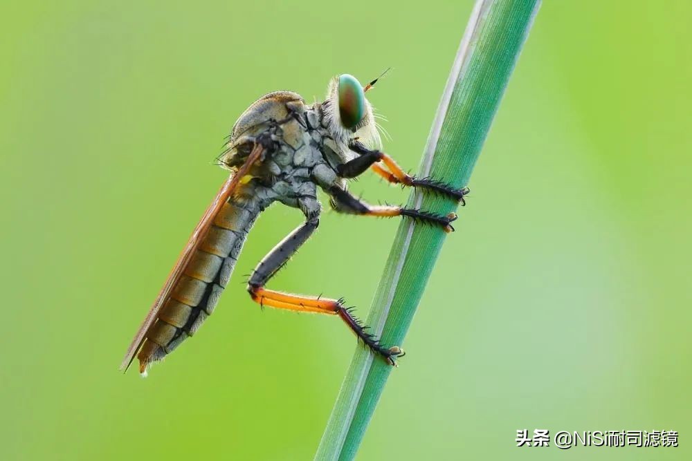 国家地理摄影比赛历年冠军,xpronisi近摄镜评测
