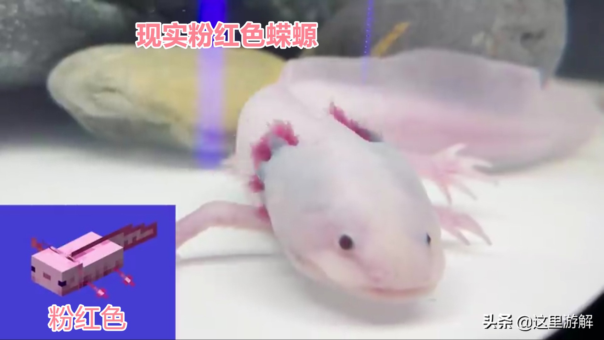 我的世界蝾螈在水里消失了,我的世界真实的蝾螈模组