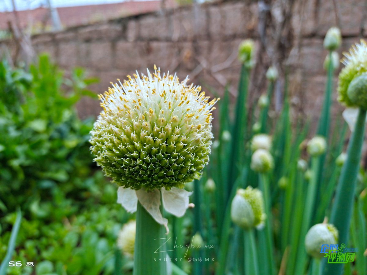 vivos6的五重超质感美颜,vivos6支持5g吗