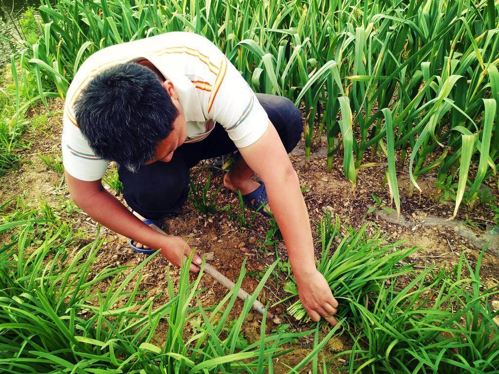 韭菜有补肾壮阳的药效吗,韭菜根有补肾壮阳的药效吗