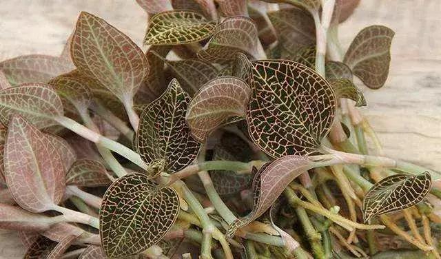 明溪金线莲名牌,三明明溪金线莲产业