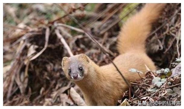 为什么迷信不能杀黄鼠狼,科学家为什么说黄鼠狼不能杀