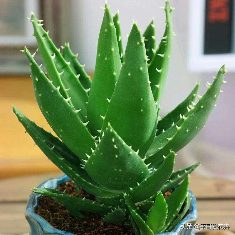 芦荟施肥过多叶子变黄怎么办,芦荟叶片可以用氮肥水喷吗