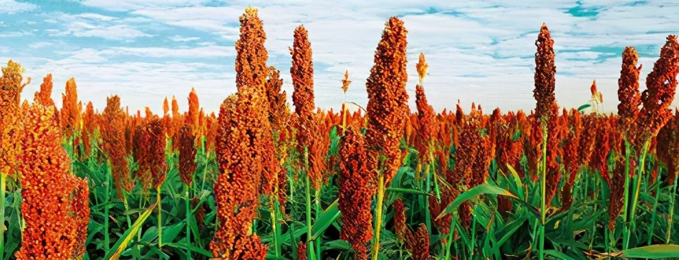 女性体寒既能调理又能补血的食物,女性体寒手脚冰凉是什么原因