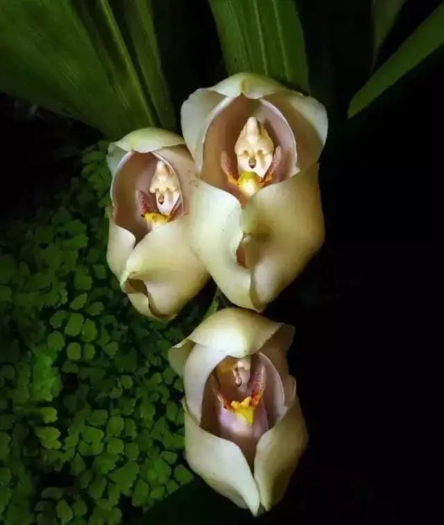 世界顶级奇花异卉,最美奇花异卉