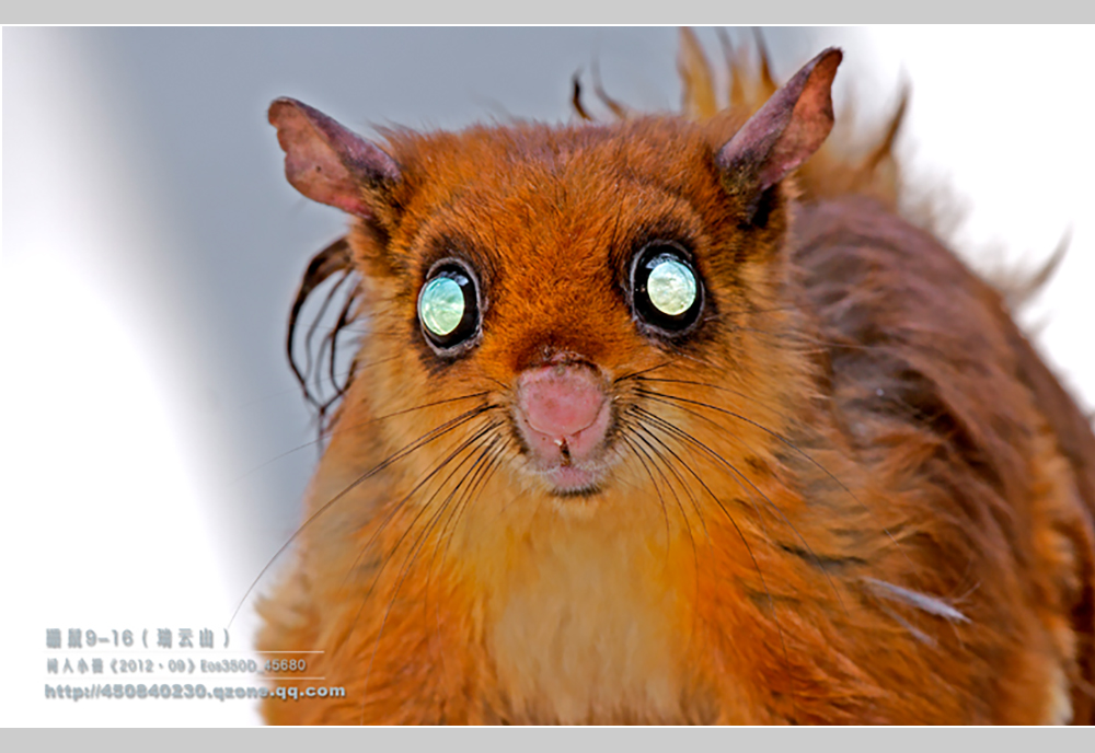 摄影飞行素材,飞鼠摄影作品欣赏