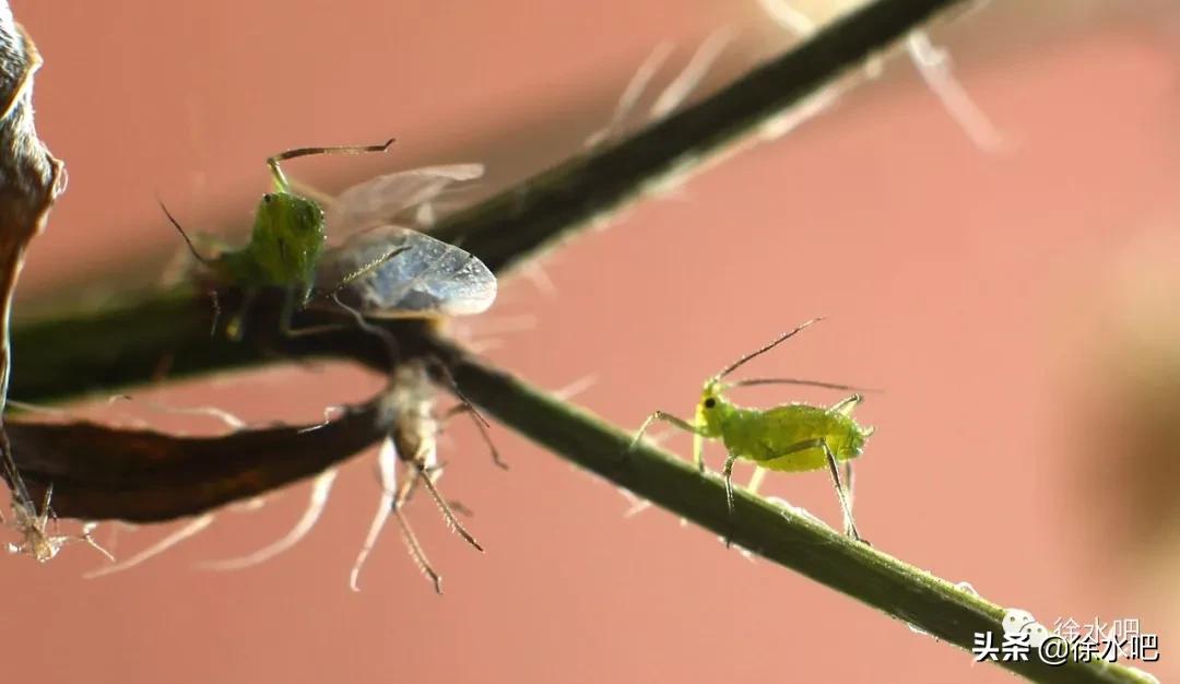 「徐水映像」换个角度看保定徐水,美