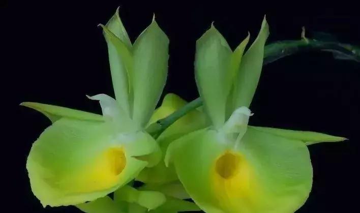 五种最具欣赏价值的兰花,欣赏史上最全的兰花