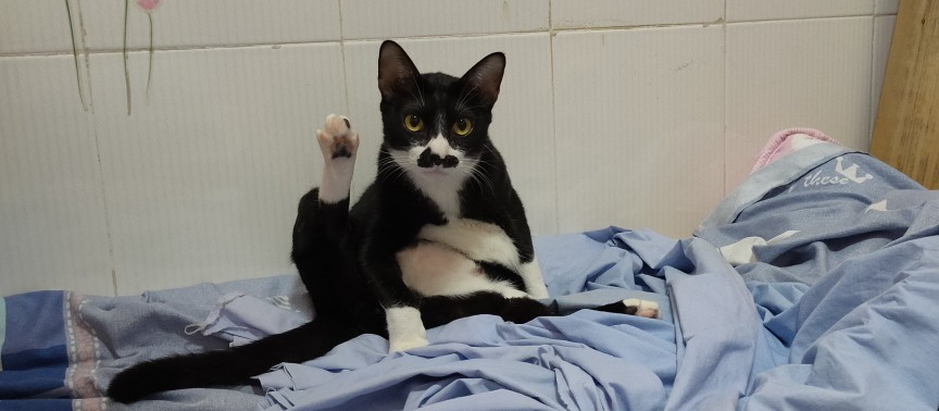 猫咪生病了不吃猫粮但是吃营养膏,猫咪生病怎么治疗最好