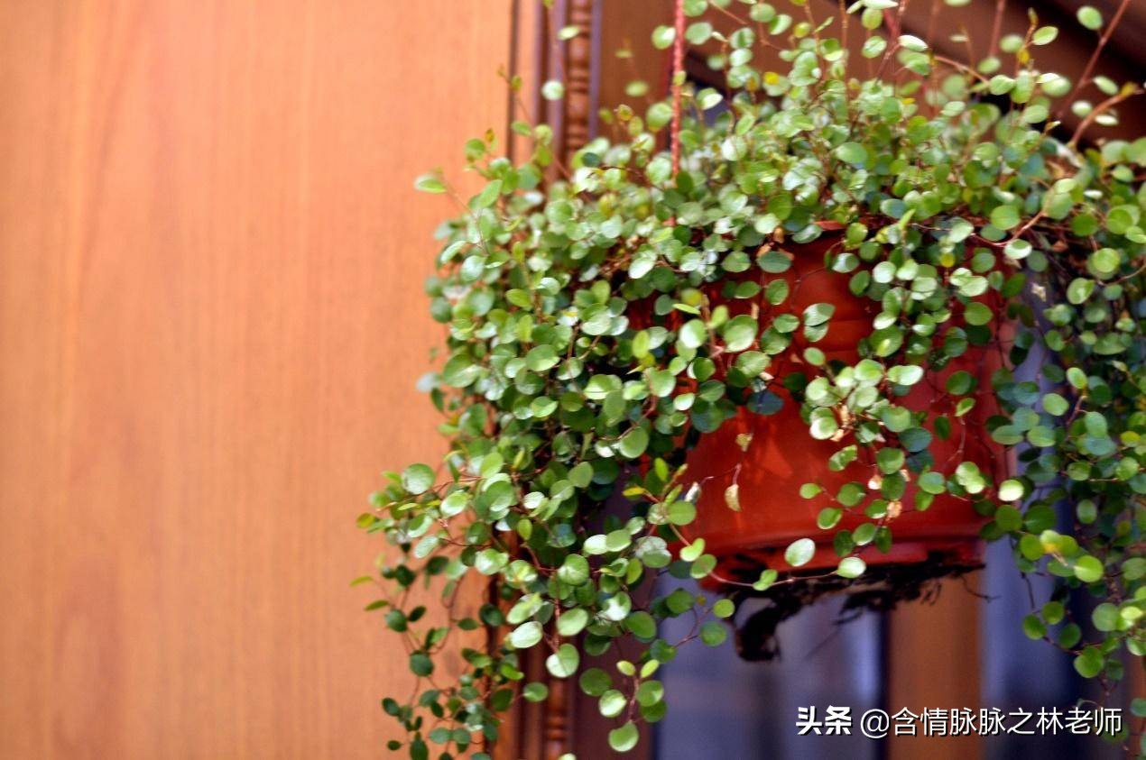 家里植物长得不好有什么说法,家里什么植物都养不好是什么原因